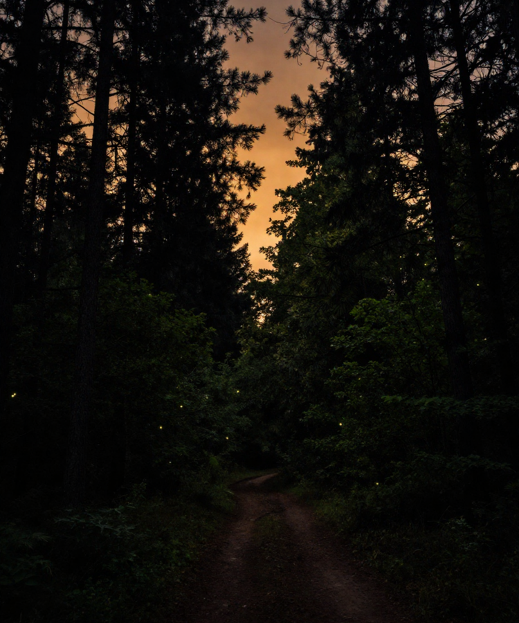 The Treeline